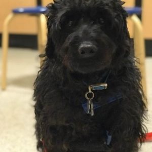 Meet your Posher, Bill